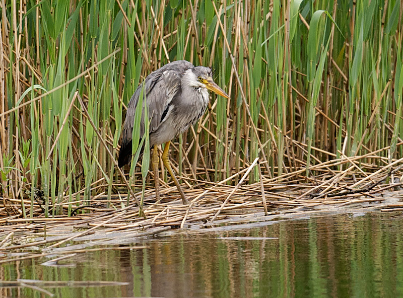 Gråhegre - Grey heron (Ardea cinerea) .jpg